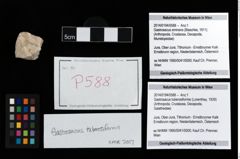 Foto (Objekt + Etikett) von Gastrosacus tuberosiformis (Lorenthey, 1929)  (NHMW-GEO-2014-0194-0588)